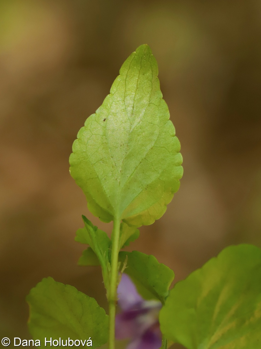 Viola reichenbachiana – violka lesní