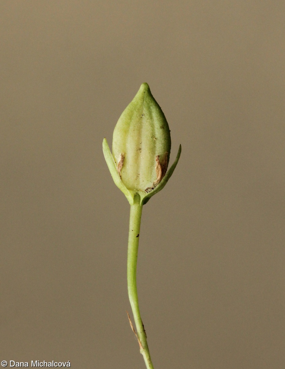 Viola reichenbachiana – violka lesní