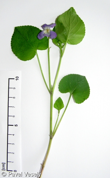 Viola riviniana – violka Rivinova