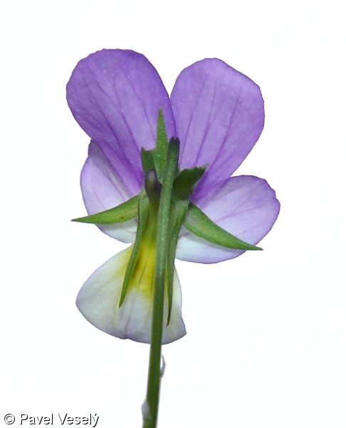 Viola tricolor – violka trojbarevná