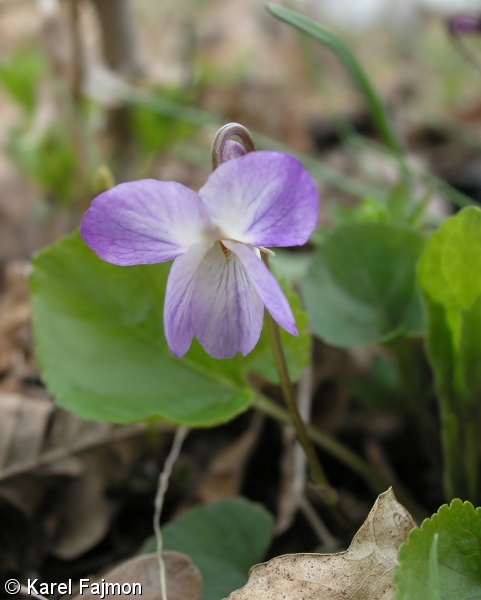 Viola ×multicaulis – violka bílá × v. vonná