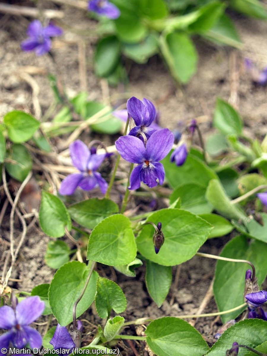 Viola ×scabra – violka srstnatá × v. vonná
