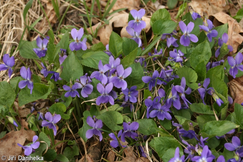 Viola ×scabra – violka srstnatá × v. vonná