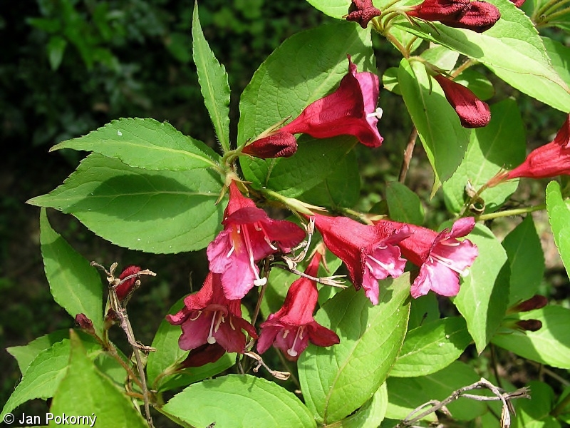 Weigela floribunda – weigelie mnohokvětá