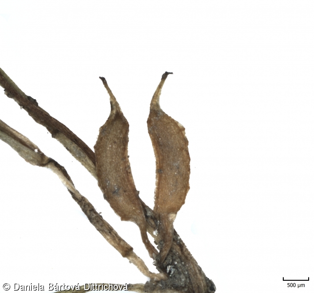 Zannichellia palustris – šejdračka bahenní