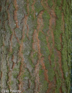 Abies concolor – jedle stejnobarvá, j. ojíněná