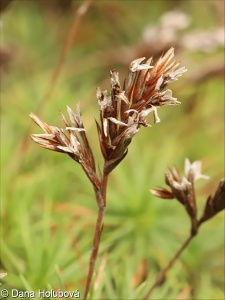 Acantholimon glumaceum