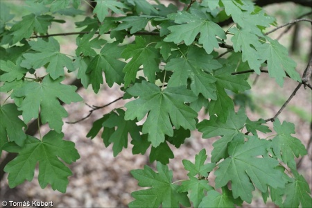 Acer campestre – javor babyka, babyka