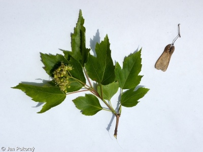 Acer ginnala – javor ginnala, javor amurský