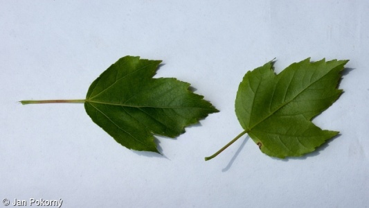 Acer ginnala – javor ginnala