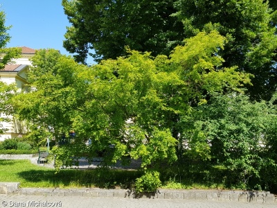 Acer japonicum – javor japonský