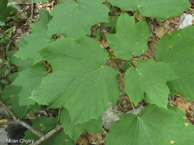 Acer opalus aggr.