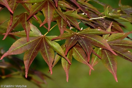 Acer palmatum – javor dlanitolistý
