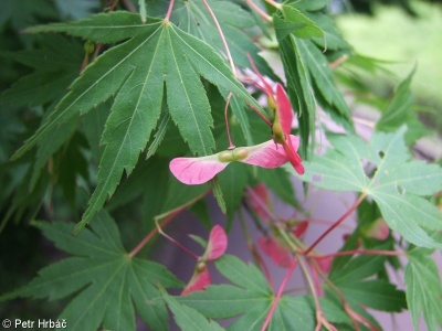 Acer palmatum – javor dlanitolistý