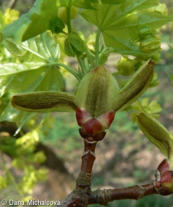 Acer platanoides – javor mléč, mléč