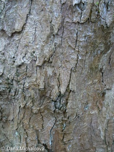 Acer pseudoplatanus – javor klen, klen