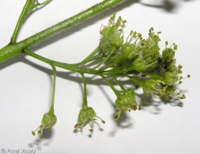 Acer pseudoplatanus – javor klen, klen