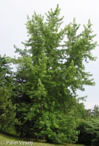 Acer saccharinum – javor stříbrný