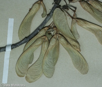 Acer saccharinum – javor stříbrný
