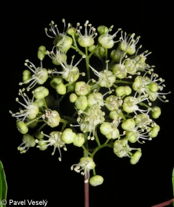 Acer tataricum – javor tatarský