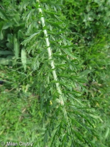 Achillea asplenifolia – řebříček sleziníkolistý