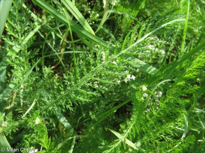 Achillea asplenifolia &ndash; řebříček sleziníkolistý