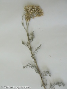 Achillea crithmifolia – řebříček jemnolistý