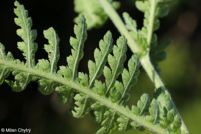 Achillea millefolium aggr.