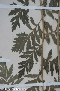 Achillea grandifolia – řebříček velkolistý