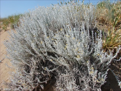 Achillea maritima