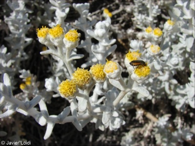 Achillea maritima