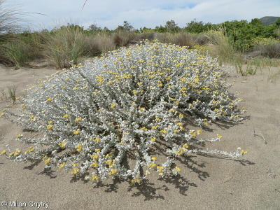 Achillea maritima