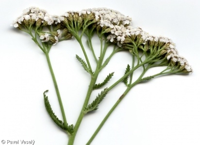 Achillea millefolium – řebříček obecný