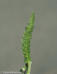 Achillea millefolium – řebříček obecný