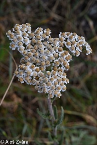 Achillea millefolium aggr.