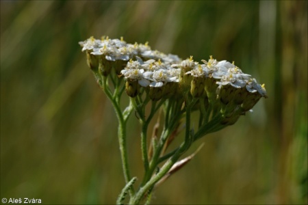 Achillea millefolium aggr.