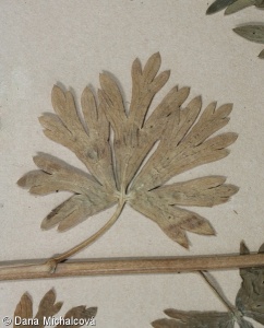 Aconitum firmum subsp. moravicum – oměj tuhý moravský