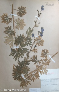 Aconitum firmum subsp. moravicum – oměj tuhý moravský
