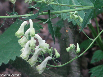 Aconitum lycoctonum