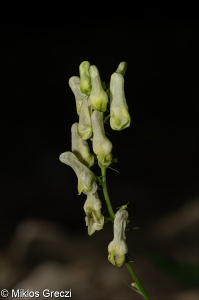 Aconitum lycoctonum subsp. vulparia – oměj vlčí mor žláznatý