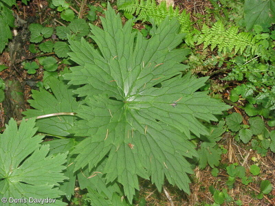 Aconitum moldavicum