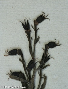 Aconitum ×cammarum – oměj zahradní