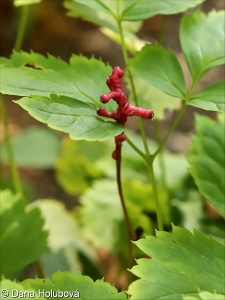 Actaea rubra