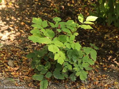 Actaea rubra