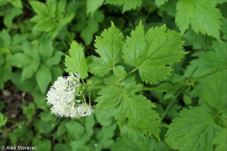 Actaea spicata &ndash; samorostlík klasnatý