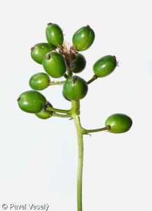 Actaea spicata – samorostlík klasnatý