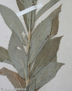 Adenophora liliifolia – zvonovec liliolistý