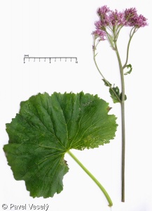 Adenostyles alliariae subsp. alliariae – havez česnáčková pravá