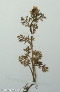 Adonis annua subsp. annua – hlaváček roční pravý