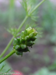 Adonis annua subsp. annua – hlaváček roční pravý